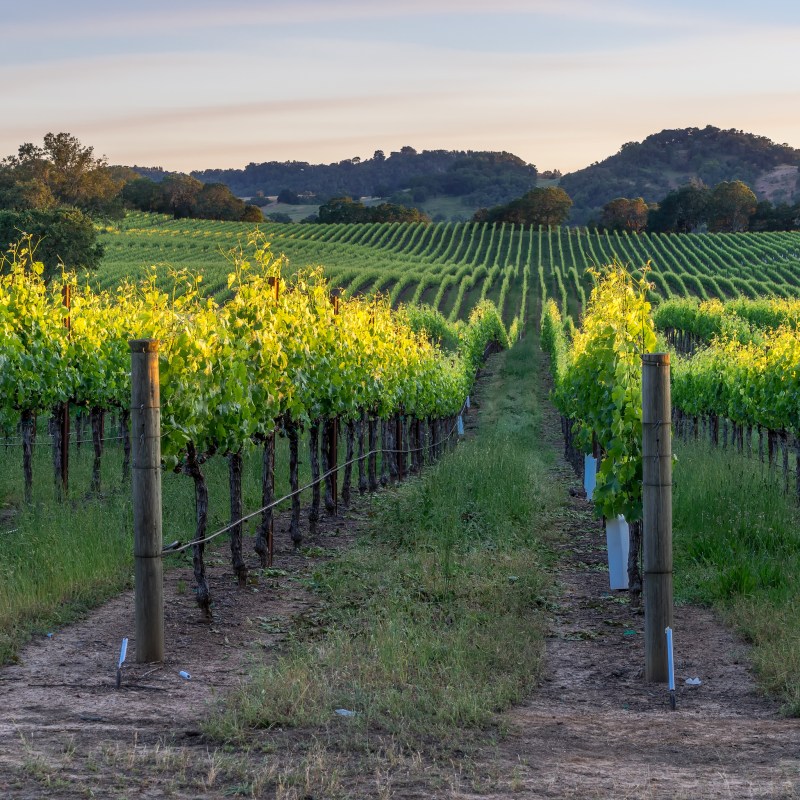 Sunset over the vineyards in Healdsburg, California.