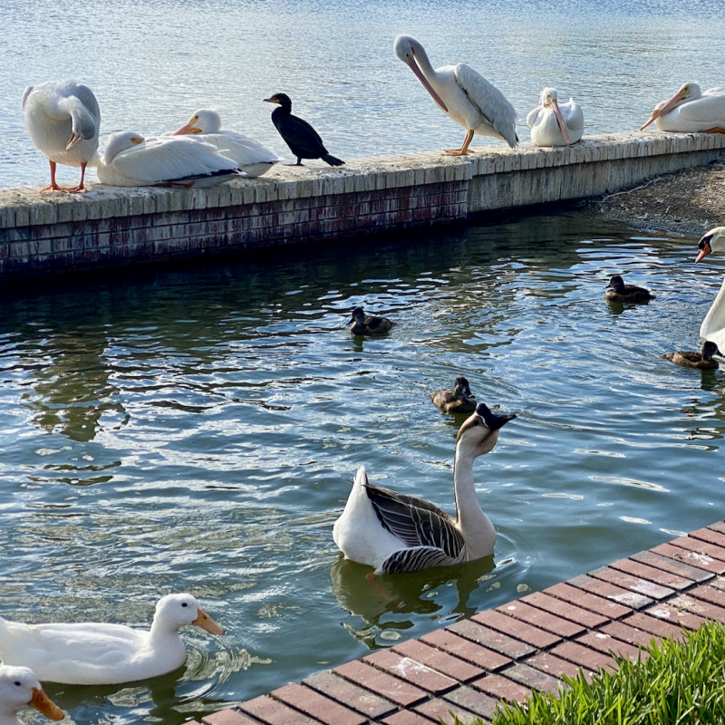 Swans and other birds, Lakeland, Florida.