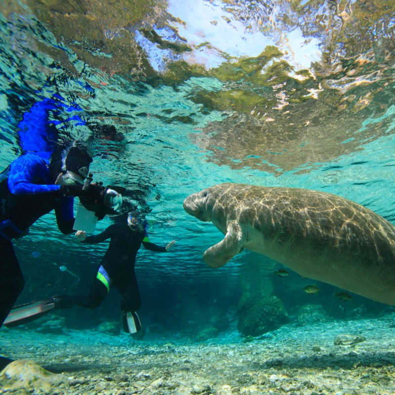Swimming with manatees, Crystal River, Florida.