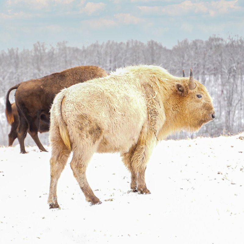 Takoda, the white bison at Dogwood Canyon Nature Park.