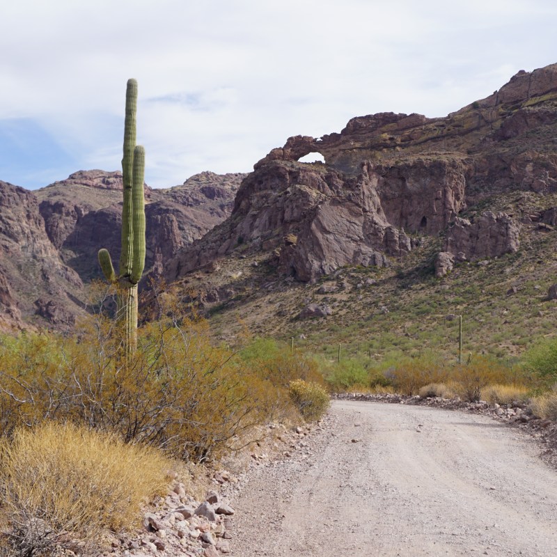 The Ajo Mountain Scenic Drive at Organ Pipe Cactus National Monument.