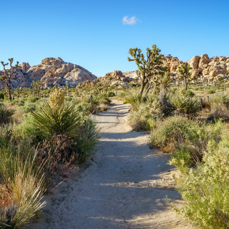 The Barker Dam Trail in Joshua Tree National Park.