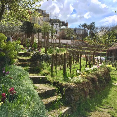 The Clos Montmartre vineyard in Paris.