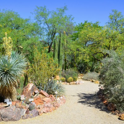 The Desert Botanical Garden in Phoenix, Arizona.