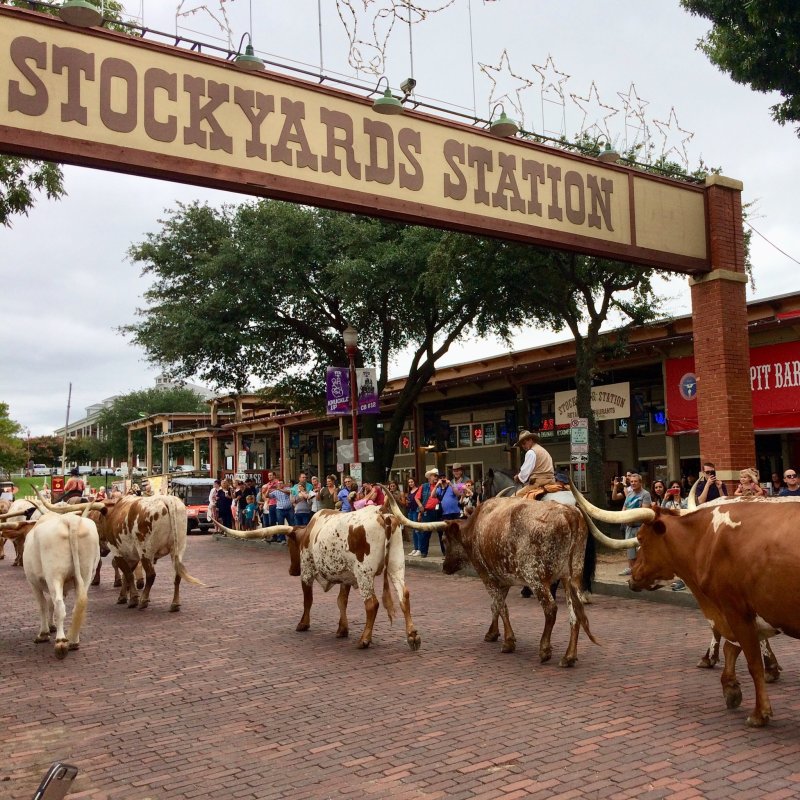 What to Do at Fort Worth Stockyards 10 Fun Things You'll Enjoy