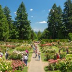 The International Rose Test Garden in Portland, Oregon.