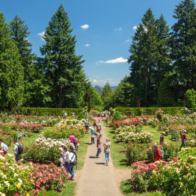 The International Rose Test Garden in Portland, Oregon.