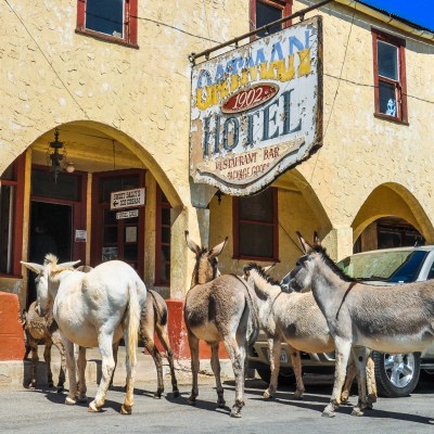 The Oatman Hotel and burros in Arizona.