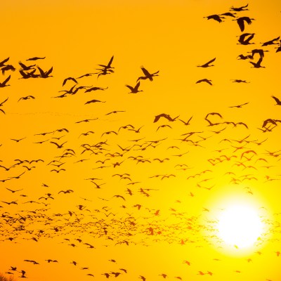 The Sandhill Crane Migration in Nebraska.