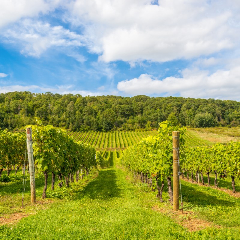 The slopes of Gaspereau Valley in Nova Scotia, Canada.