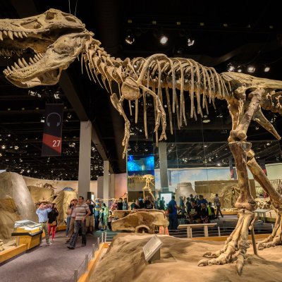 The Tyrannosaurus rex skeleton at The Royal Tyrrell Museum Of Palaeontology.