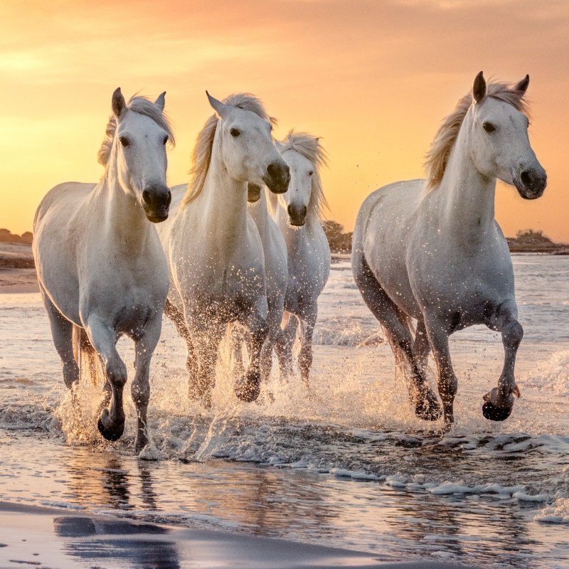The white horses of Camargue in France.