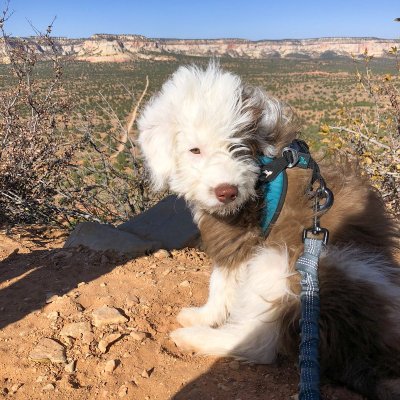 The writer's dog on a road trip.