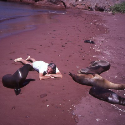 The writer's husband on a beach with seals in Galapagos.