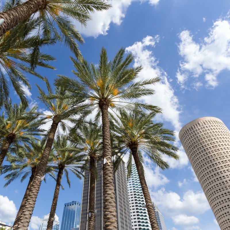 Trees and buildings, Tampa, Florida.