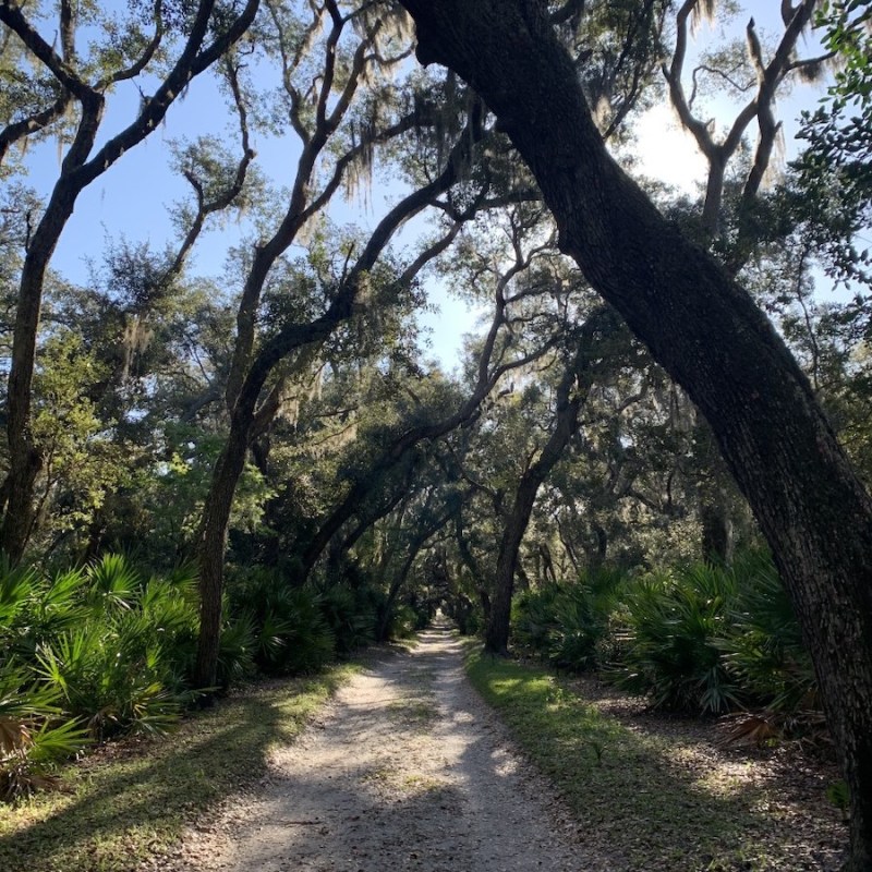 Trees in Cumberland Island, Georgia.