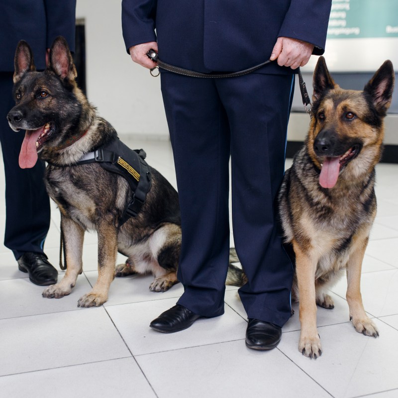 TSA dogs at an airport.