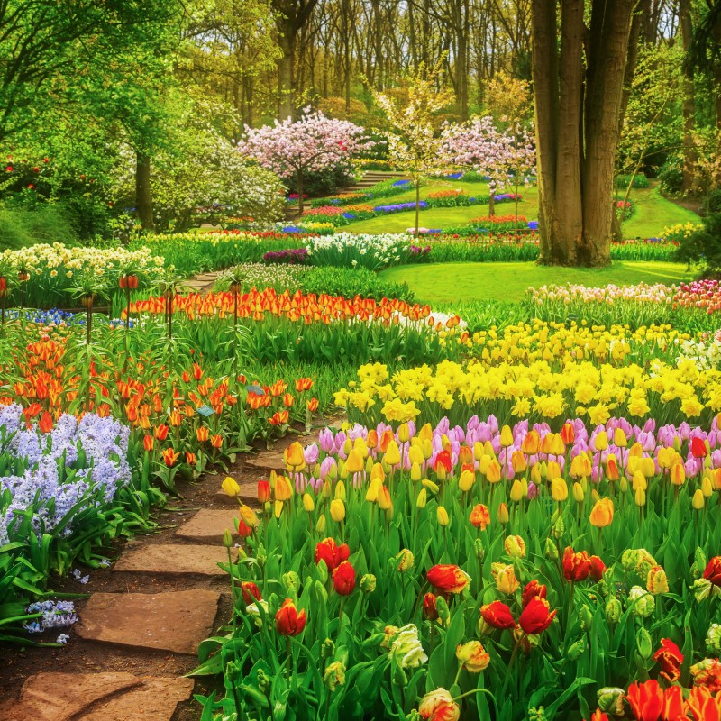 Tulips at Keukenhof in Lisse, Netherlands.