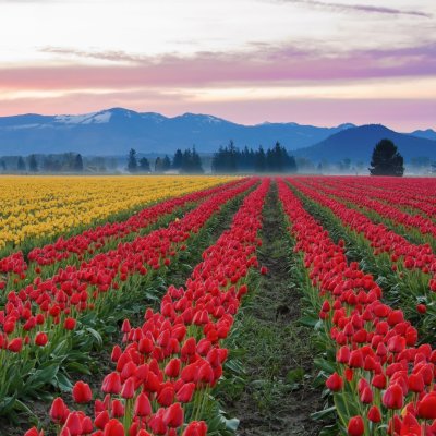 Tulips in Washington's Skagit Valley.