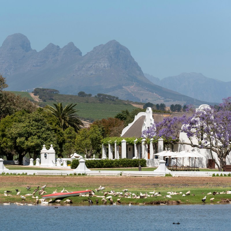 Vergenoegd Low vineyard in South Africa.