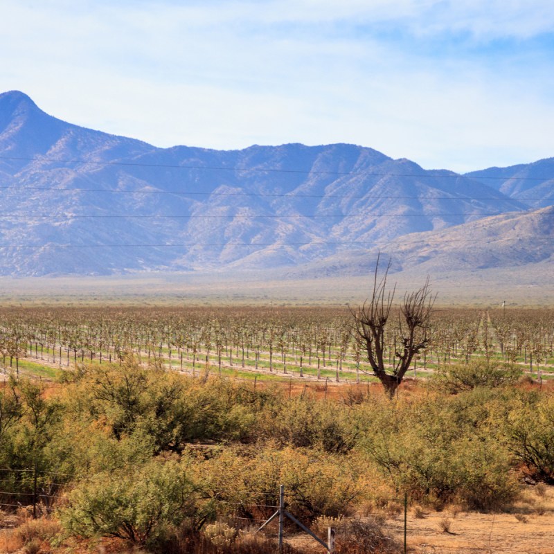 Vineyard in Tucson, Arizona.