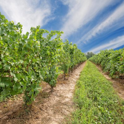 Vineyard that produces Ontarian wine and Icewine.