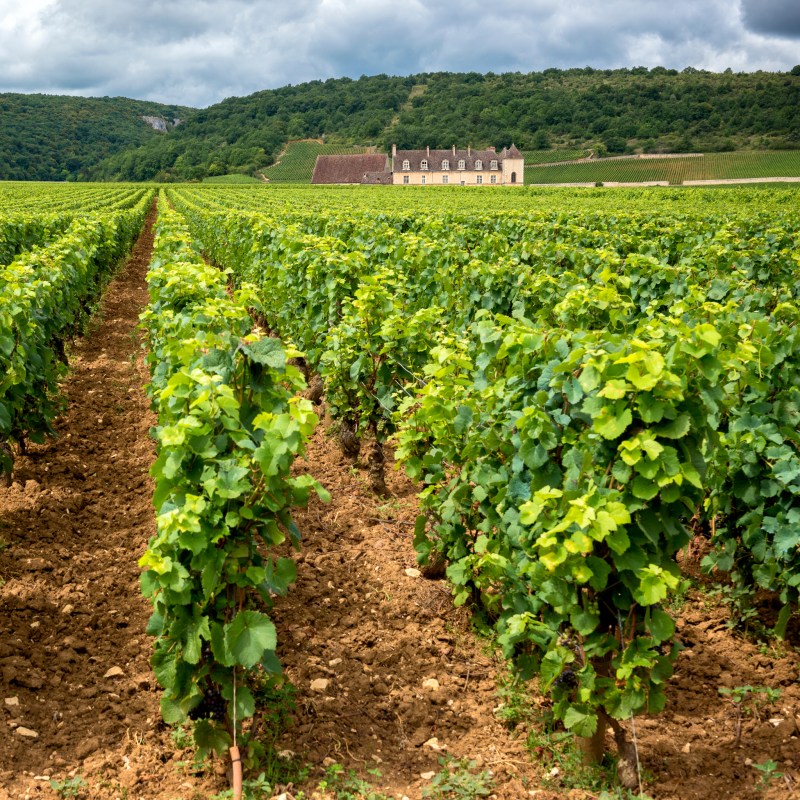 Vineyard views in Burgundy, France.