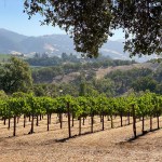 Vineyard views in California's Sonoma County.