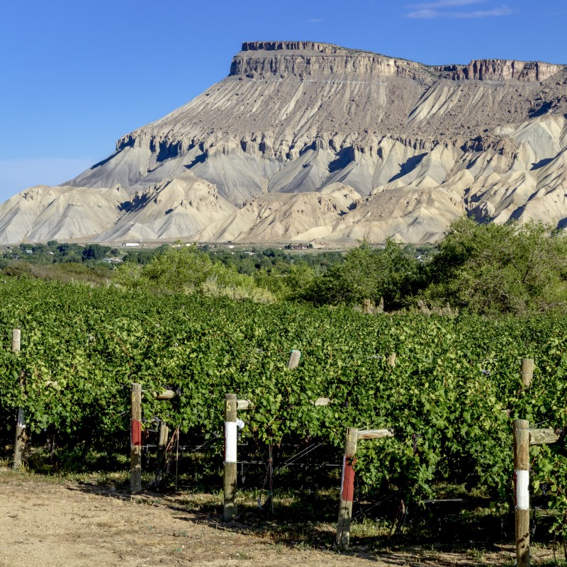 Vineyards in the town of Palisade, Colorado.