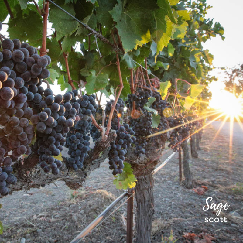 Walking through Murrieta's Well vineyard, Livermore.