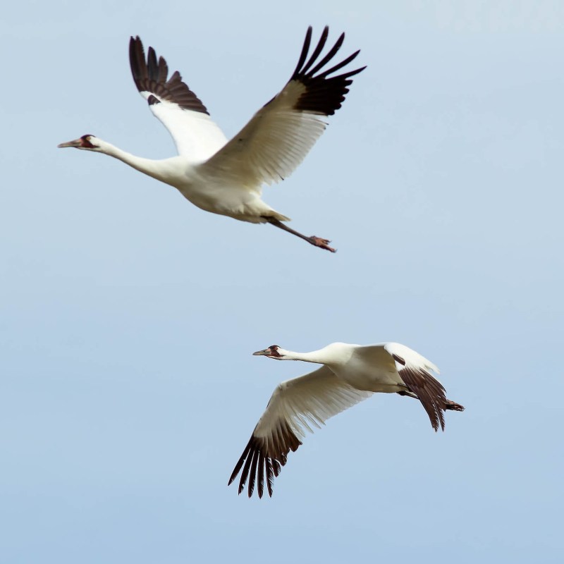 Whooping cranes in southern Texas.