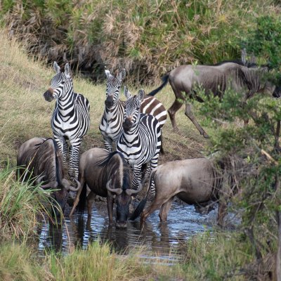 Wildebeest and zebra at a watering hole in Tanzania.