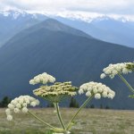 Wildflowers and mountains at Hurricane Ridge.