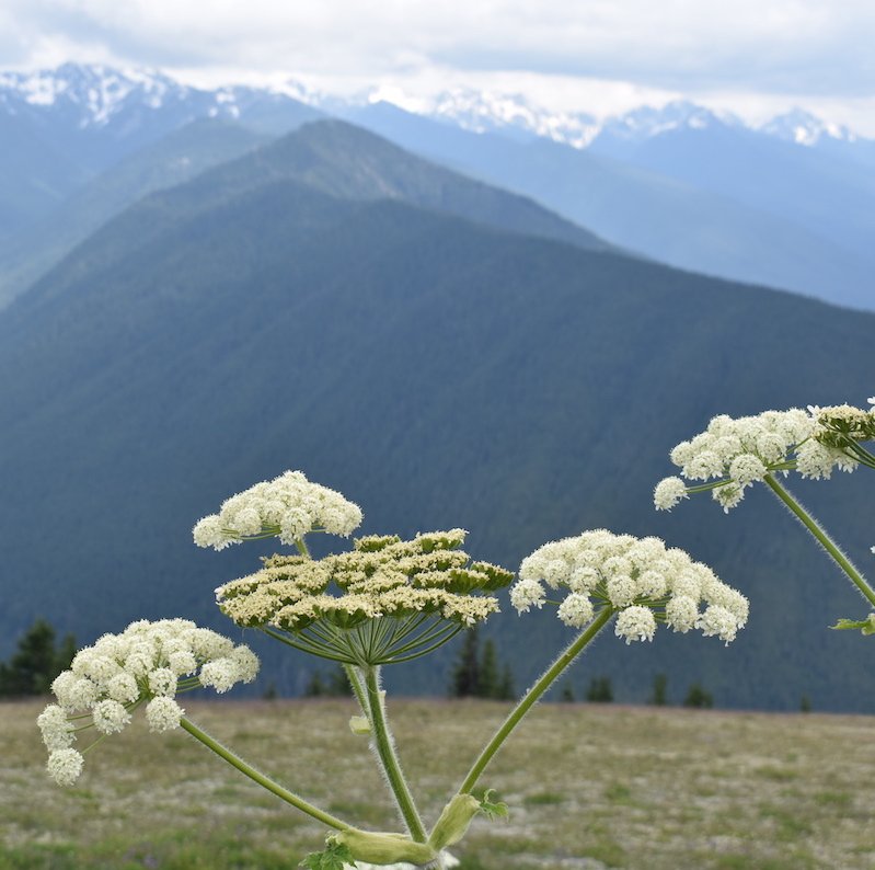 Wildflowers and mountains at Hurricane Ridge.