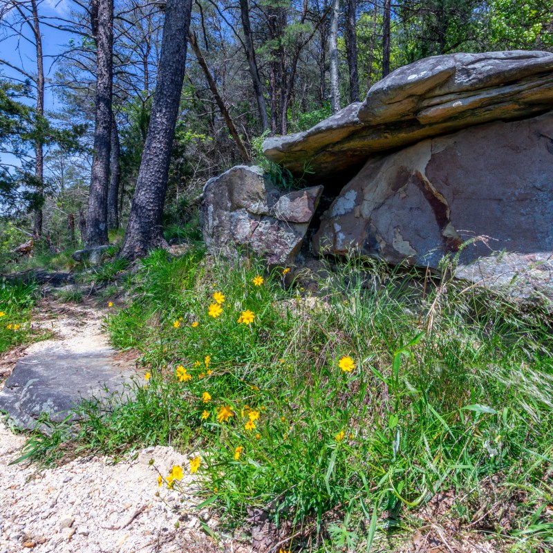 Wildflowers at Little River Canyon National Preserve in Alabama.