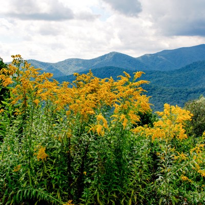 Wildflowers blooming in the Great Smoky Mountains.