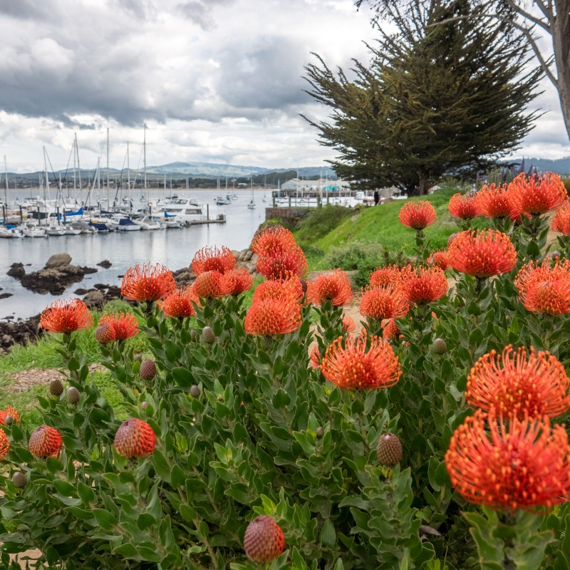 Wildflowers on the coast of Pacific Grove, California.