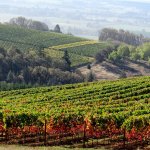 Yamhill Valley Vineyards in McMinnville, Oregon.