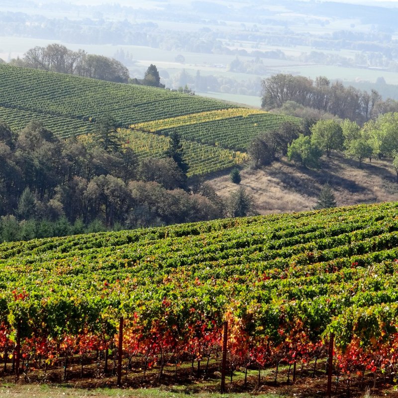 Yamhill Valley Vineyards in McMinnville, Oregon.