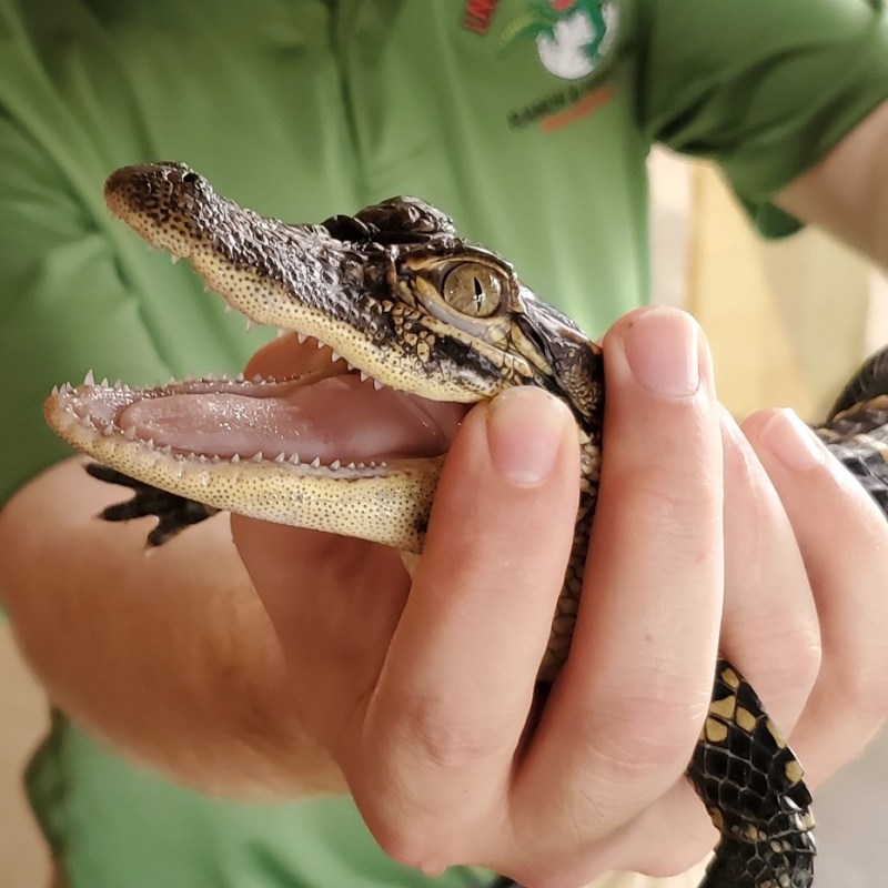 Closeup on an alligator with open mouth.