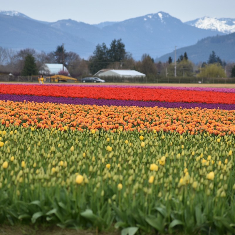 Tulips in Skagit Valley.