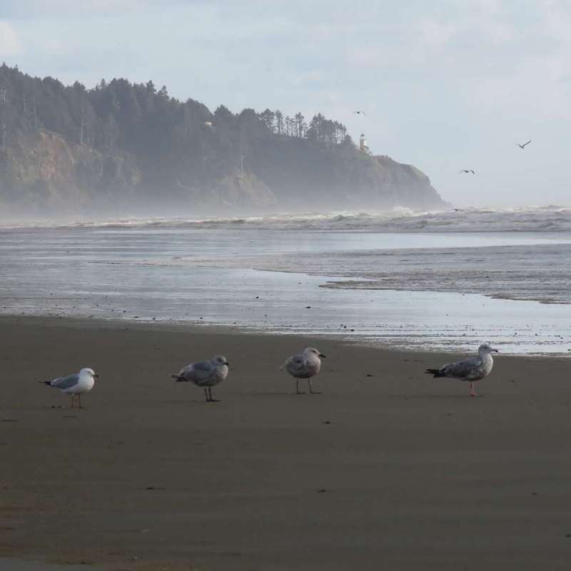 Seagulls at Long Beach, Washington.