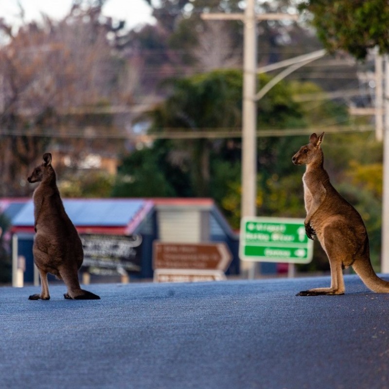 Kangaroos in Mallacoota.