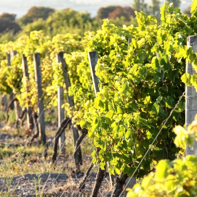 Grape vines in France.