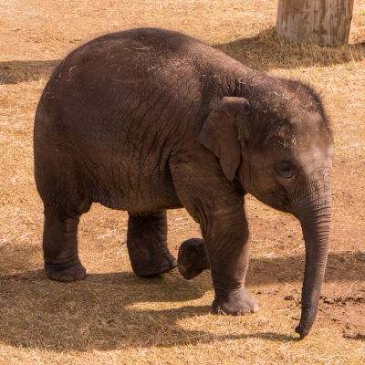 An elephant at the Oklahoma City Zoo.