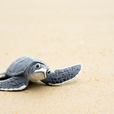 baby sea turtle