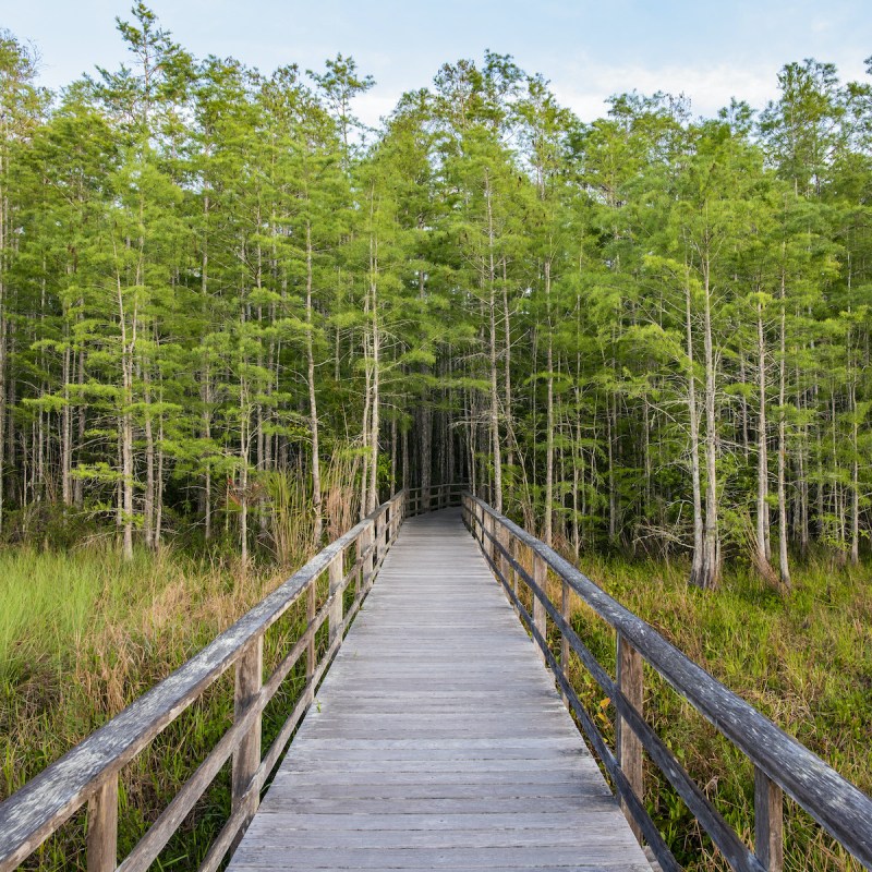 The boardwalk at Corkscrew Sanctuary.