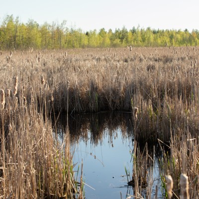 Mer Bleue Bog in Ottawa, Canada.