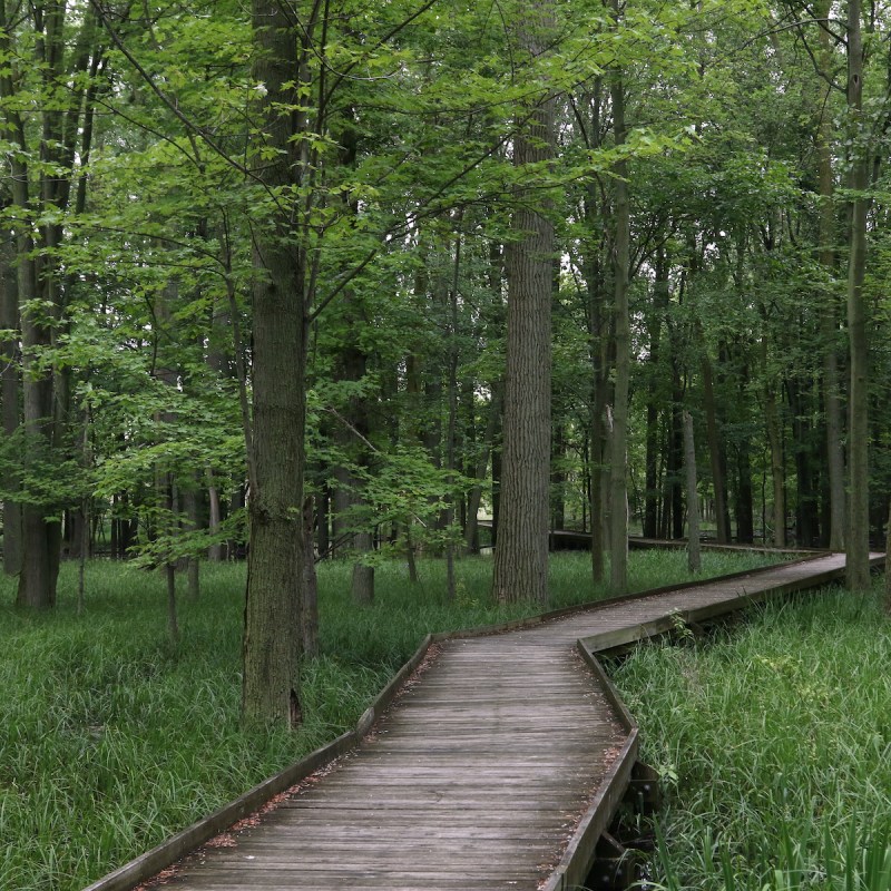 Maumee Bay State Park.