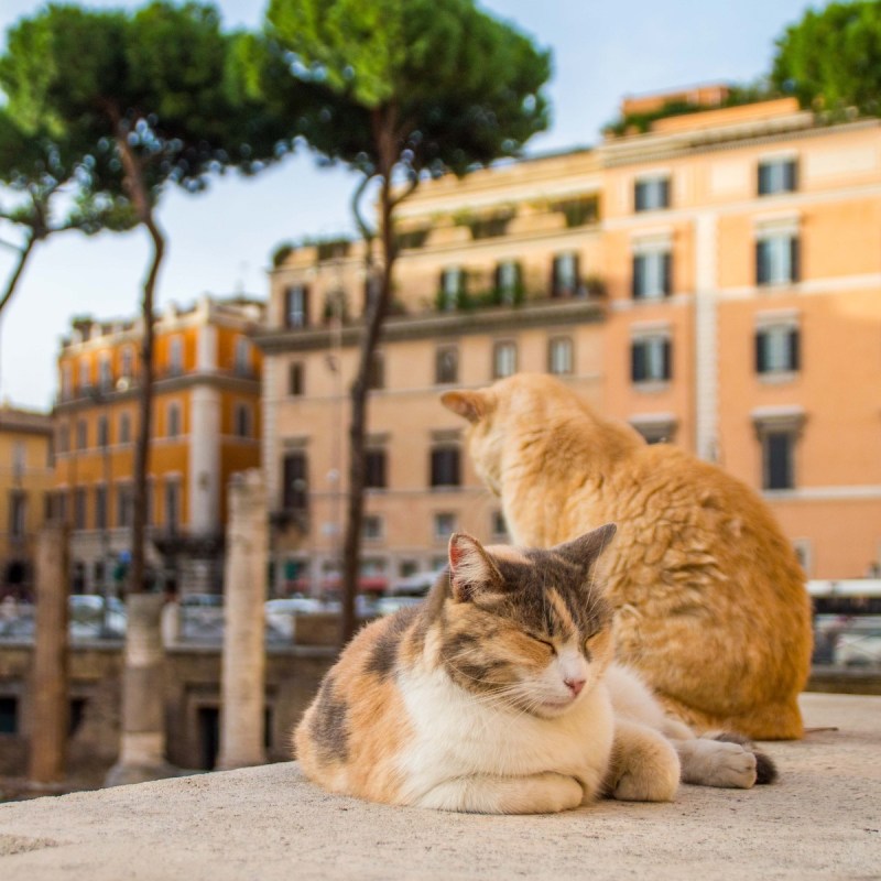 Stray cat in Rome, Italy.